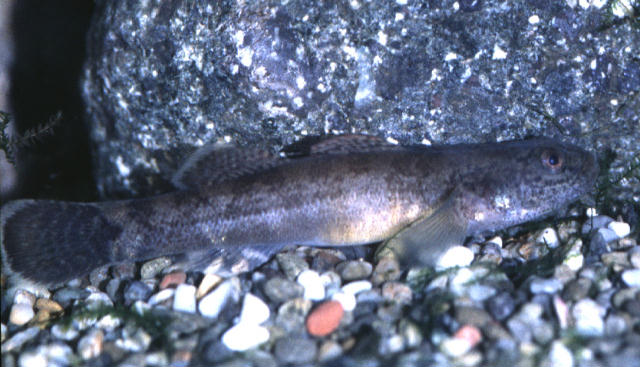 Gymnogobius petschiliensis